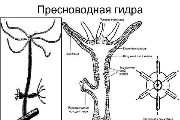 Пополнение kraken